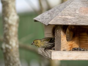 Versteckte Fahltyranne