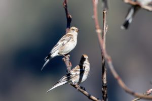 Wald-Schneegimpel