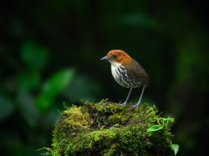 Watkins‘ Ameisenpitta