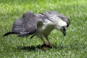 Weißbauchseeadler