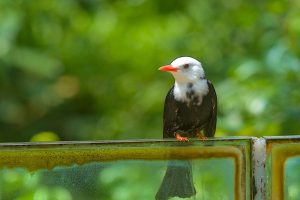 Weißkopf-Bulbul