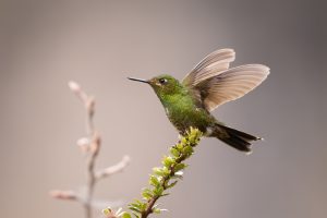 Williams Andenkolibri