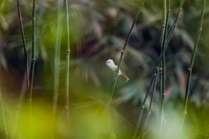 Zimtroter Schnurrbartvogel