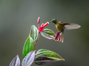 Zorniger Andenkolibri