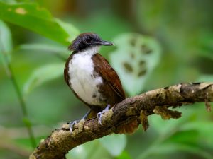 Zweifarben-Ameisenvogel